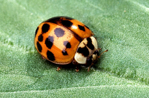 A Lady Beetle. Don't exterminate these.